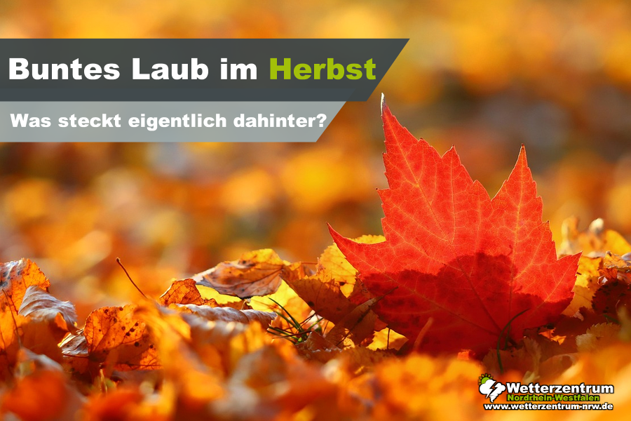 herbstlaub wetterticker 141026