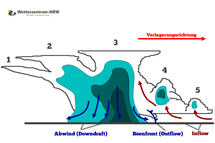 multizelle schema