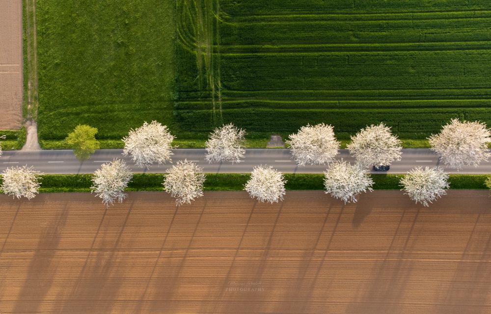 Dieses Bild ist eine Luftaufnahme der Zierkirschen welche in voller Blüte stehen. Aufgenommen wurde das Bild bei Swisttal-Heimerzheim. 