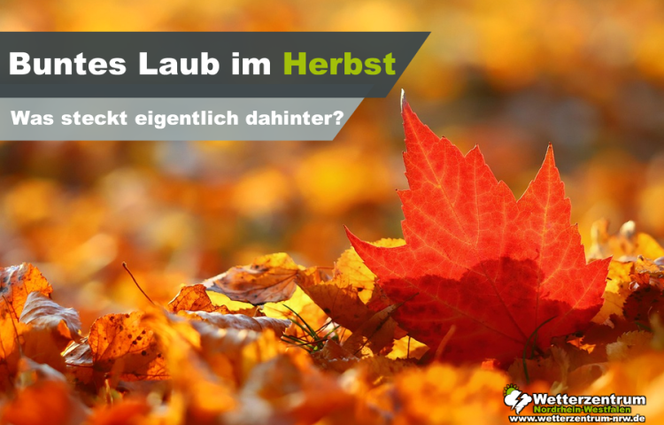 Herbstfarben: Warum verfärben sich die Blätter im Herbst?
